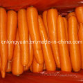 Neue Ernte Fresh Carrot 316 Typ